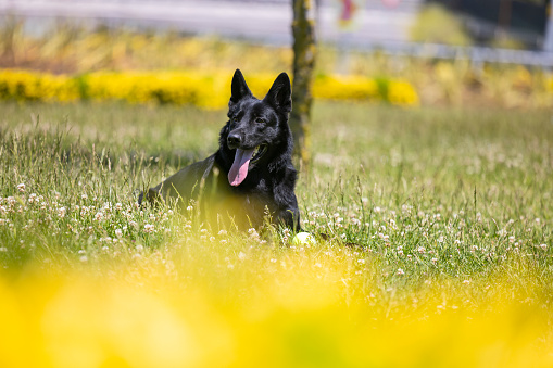 Black German Shepherd Dog Portrait