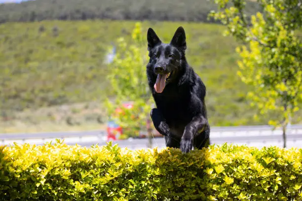 Photo of Black German Shepherd playing in the park