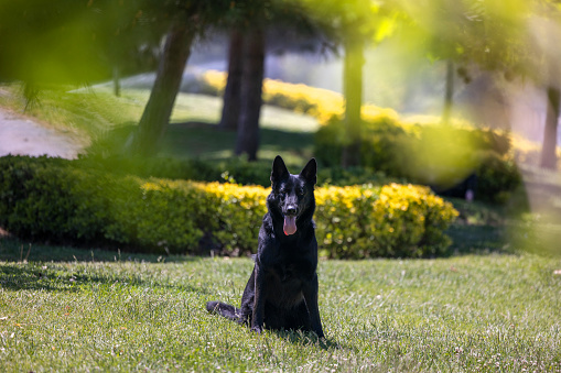 Black German Shepherd Dog Portrait