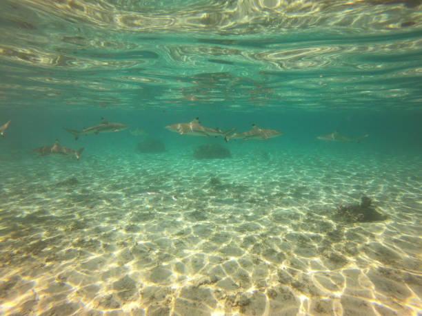 istock Lagoon shark at Tahaa 1398345969