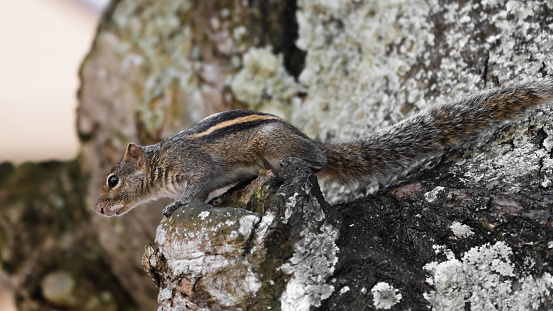 A palm squirrel rests on a pruned branch of a large tree
