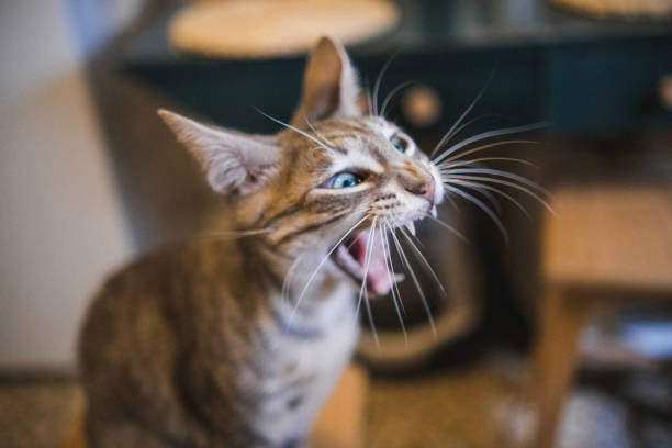 gato atigrado gris silbando muy enojado - sisear fotografías e imágenes de stock