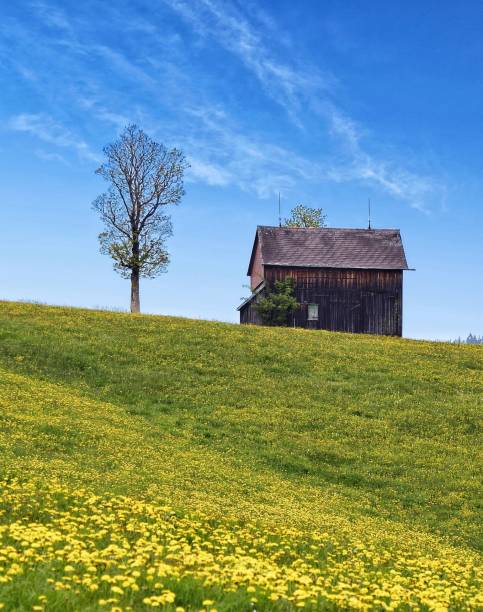 istock Natural, One tree and One home , Tinny House 1398347542