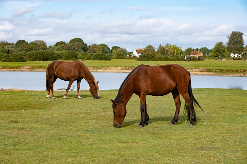 Close up of New Forest Ponies grazing in field in Hampshire, England, UK. There are over 5000 wild ponies in the New Forest National Park.