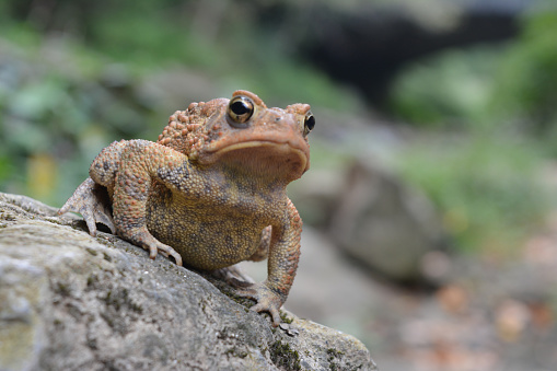 American Toad sitting on a rock in the Wissahickon Valley Park