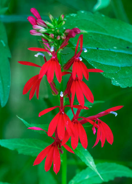 the stark redness of the cardinal flower clashes with the green of the meadow in waukesha county, wisconsin. - flower head annual beauty close up imagens e fotografias de stock