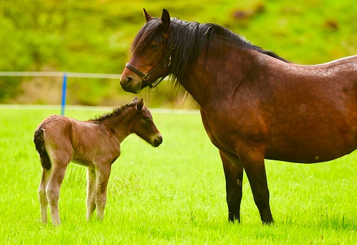 Newborn horse and mother