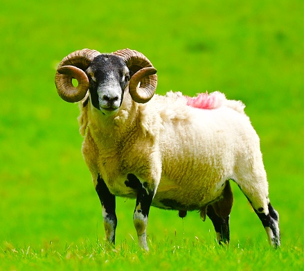 A ram in the Scottish Highlands