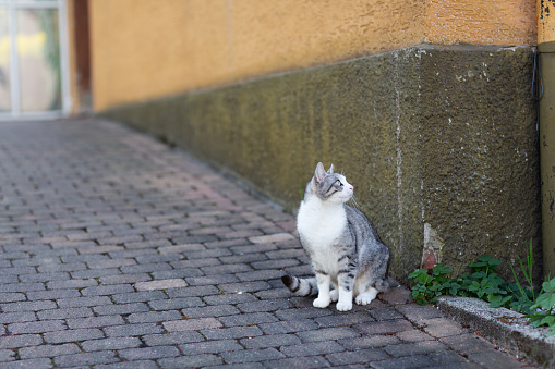 Tabby cat with white spots sitting on gpath leading to entrance of house
