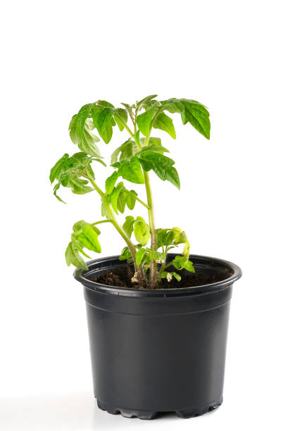 istock Green tomato seedling sprouts in black pot isolated on white background Spring concept for gardening 1398352377