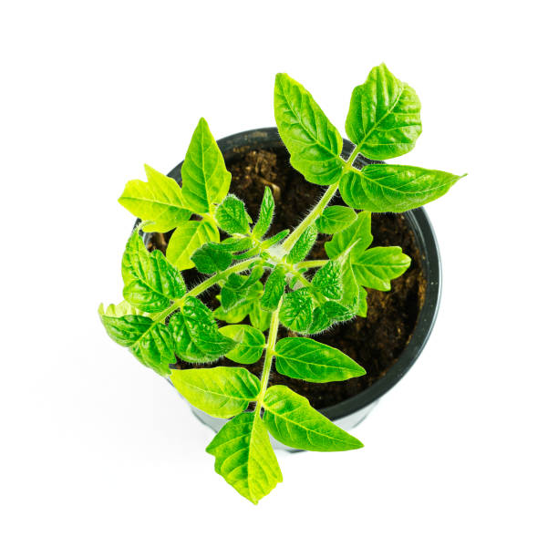 Growing tomato seedlings