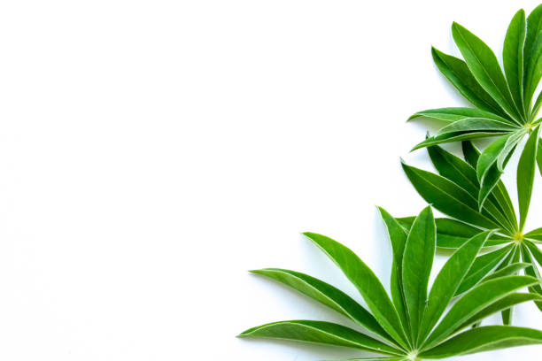 istock green leaves on a white background nature garden 1398352897