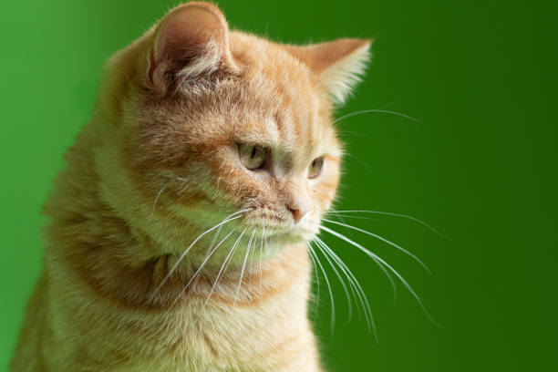 istock Ginger cat on green background,closeup portrait.Kitten looking up. 1398352998