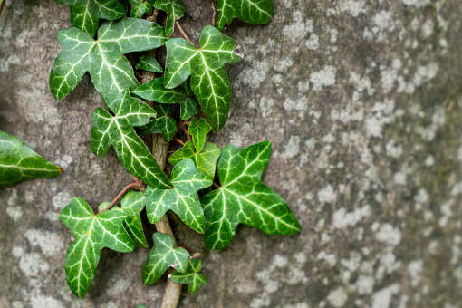 Green ivy leaves on a tree bark. Natural background