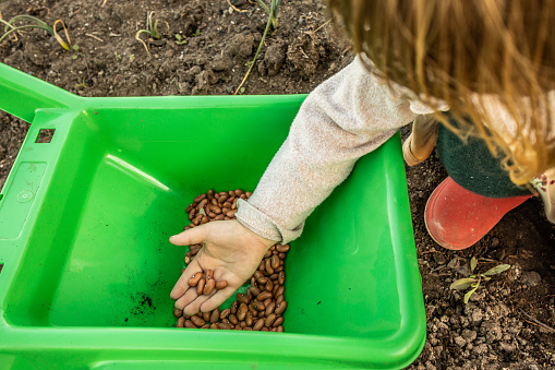 High angle view of unrecognizable little blonde girl holding beans in her toy wheelbarrow in the vegetable garden.