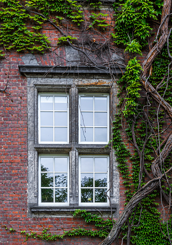 Old house window overgrown with green ivy