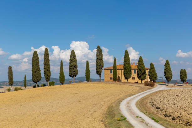 typical tuscany landscape: a road, cypress trees and a villa - tuscany italy tree cypress tree imagens e fotografias de stock