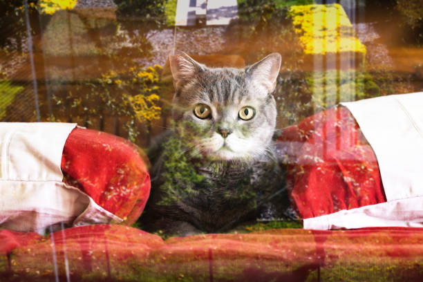 A cat observes from inside a shop, surrounded by vibrant decor outside.