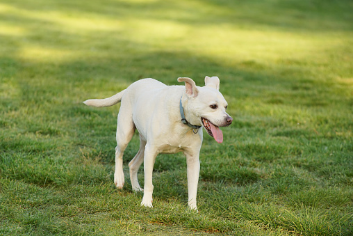 Happy white dog enjoying spring in the field.