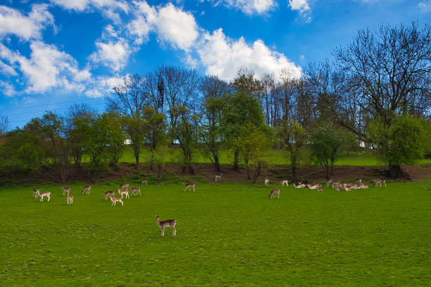 istock on the Rennsteig in the Thuringian Forest 1398356556