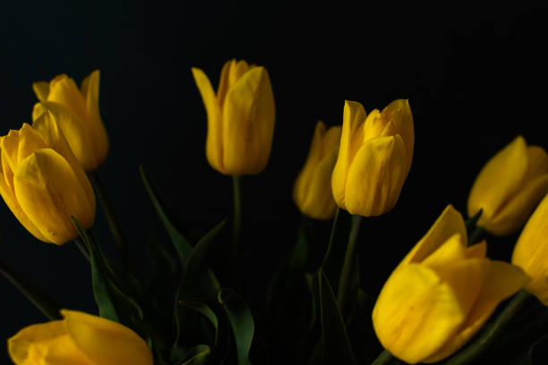 Beautiful spring bouquet of yellow tulips on a dark background, festive bouquet for birthday or holiday