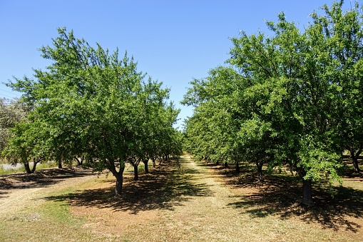 Rows of almond trees growing in California, outside of Irving.