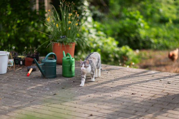 istock Cute tabby cat with white spots walking on patio in springtime 1398358134