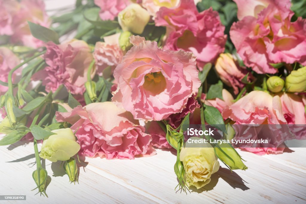 Large pink Eustoma flower in a bouquet. Large pink Eustoma flower in a bouquet. Beautiful gift for mom, girlfriend. Backgrounds Stock Photo