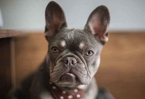 Six mounth old Blue Tan French Bulldog looking at camera carefully while sitting on bed