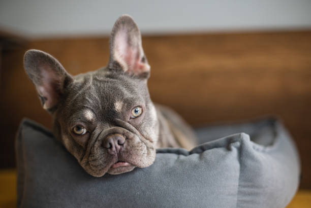 istock French Bulldog lying on the bed and looking at camera 1398359197