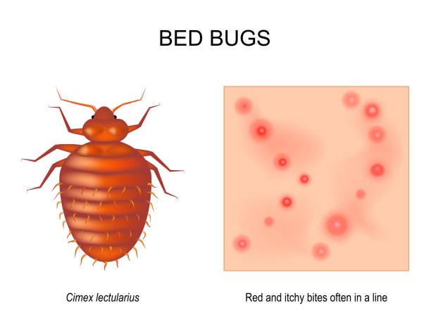 bettwanze. nahaufnahme der haut mit roten und juckenden bissen - bedbug insect beetle temperate bedbug stock-grafiken, -clipart, -cartoons und -symbole
