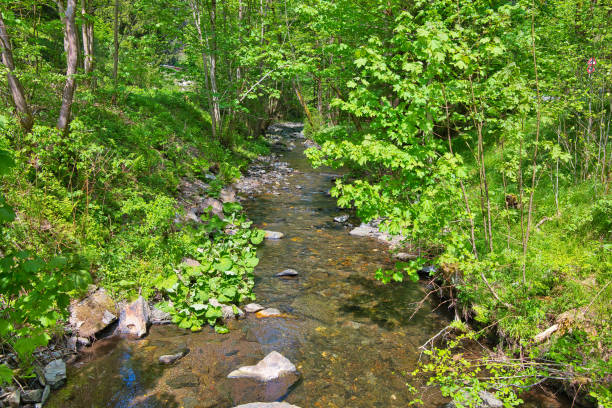 istock on the Rennsteig in the Thuringian Forest 1398359753