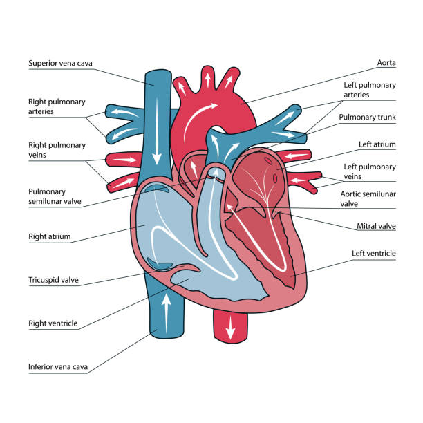 Anatomical scheme of human heart Anatomical scheme of human heart, blood flow directions pulmonary artery stock illustrations