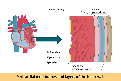 Detailed scheme of human heart's pericardial membranes and layers of the heart wall