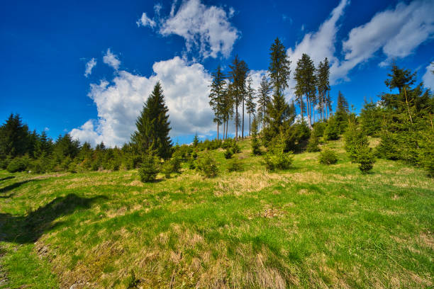 istock on the Rennsteig in the Thuringian Forest 1398359902
