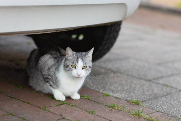 istock Cute tabby cat with white spots hiding under car 1398359977