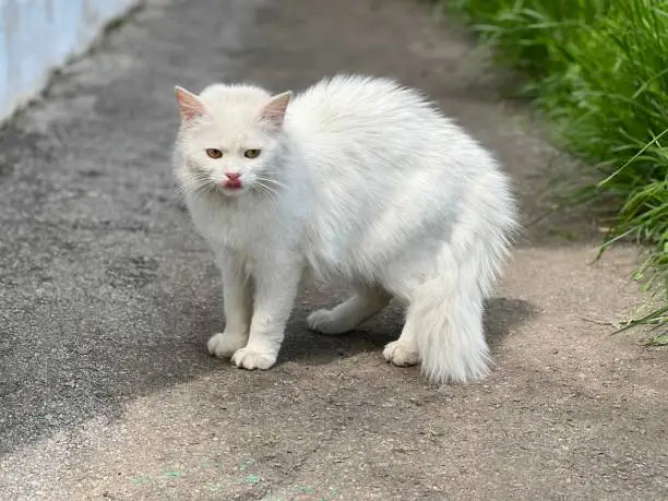 Photo of A wary white cat arched its back and shows its tongue.