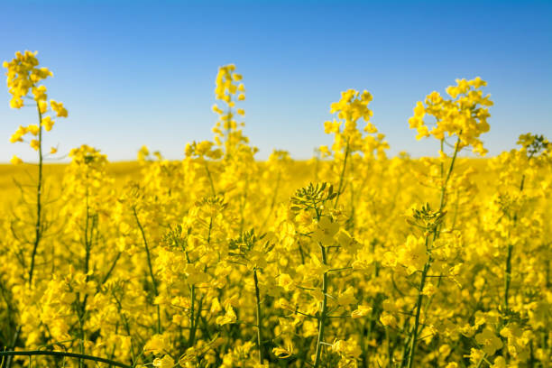 istock blooming oilseed rape against the sky 1398360673