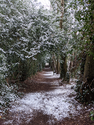 A winter walk down a little woodland lane in the snow with branches overhead
