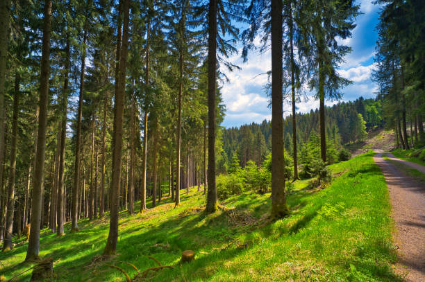 on the Rennsteig in the Thuringian Forest