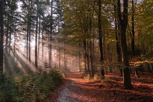 Forest path in autumn with early morning sun rays in the Netherlands.