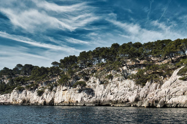 pine forest by the sea