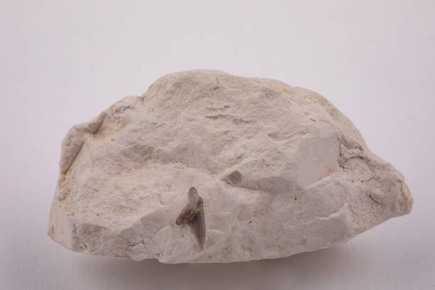 Free picture: fossil, root, limestone