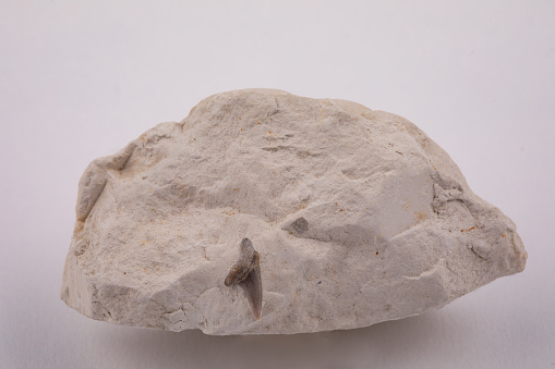 fossilised shark tooth in Cretaceous chalk from the UK