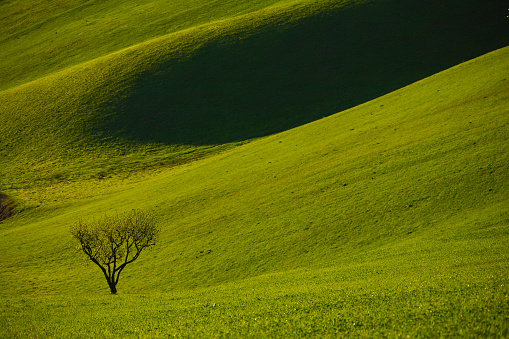The explosion of colors and scents of spring in the Italian hills reaches its peak in orchard crops
