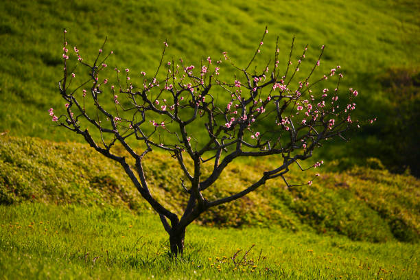 A single leafless tree stands in a quiet, grassy meadow with a line of distant shrubs and hills beneath a vivid blue sky. Wispy white clouds stretch across the upper frame, adding depth and contrast. The scene suggests solitude and the subtle awakening of early spring in a rural landscape.