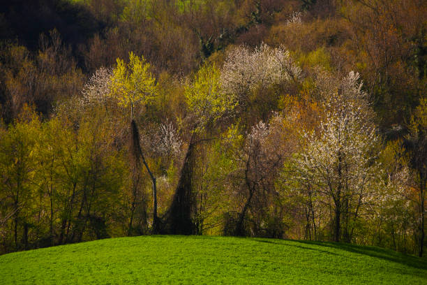 istock Spring in the hills of Emilia Romagna. Italy 1398370025