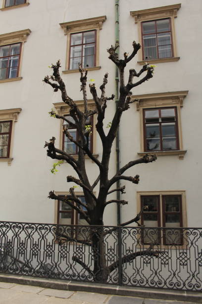 istock The tree next to the building 1398370533