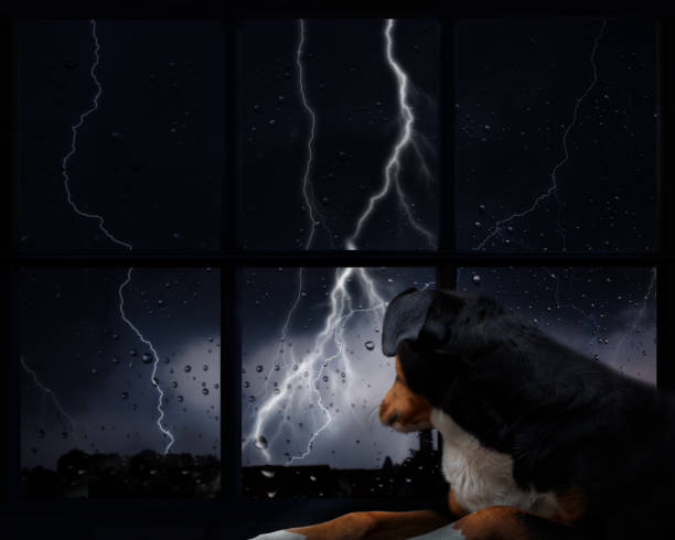 犬は雷雨を恐れている - raining cats and dogs 英語の慣用句 スト��ックフォトと画像