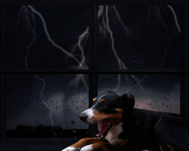 istock The dog is afraid of thunderstorms 1398371260